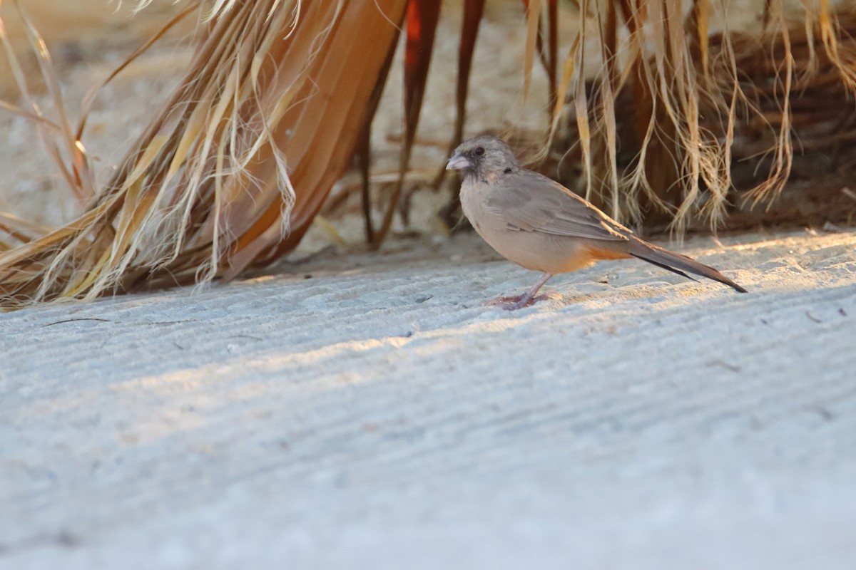 Abert's Towhee - ML640959844