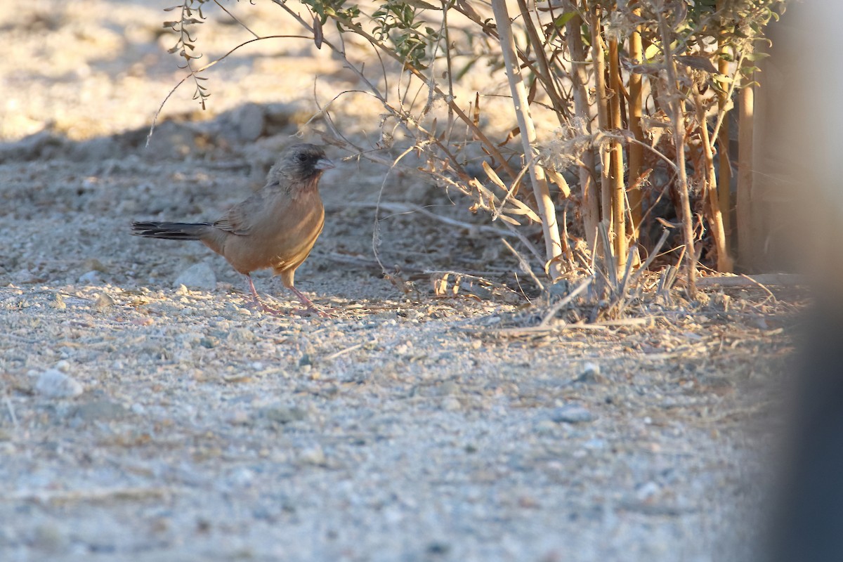 Abert's Towhee - ML640959845
