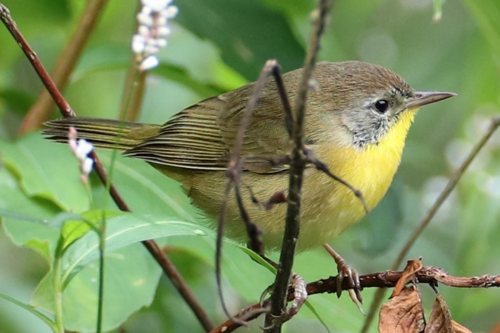 Common Yellowthroat - ML640959847