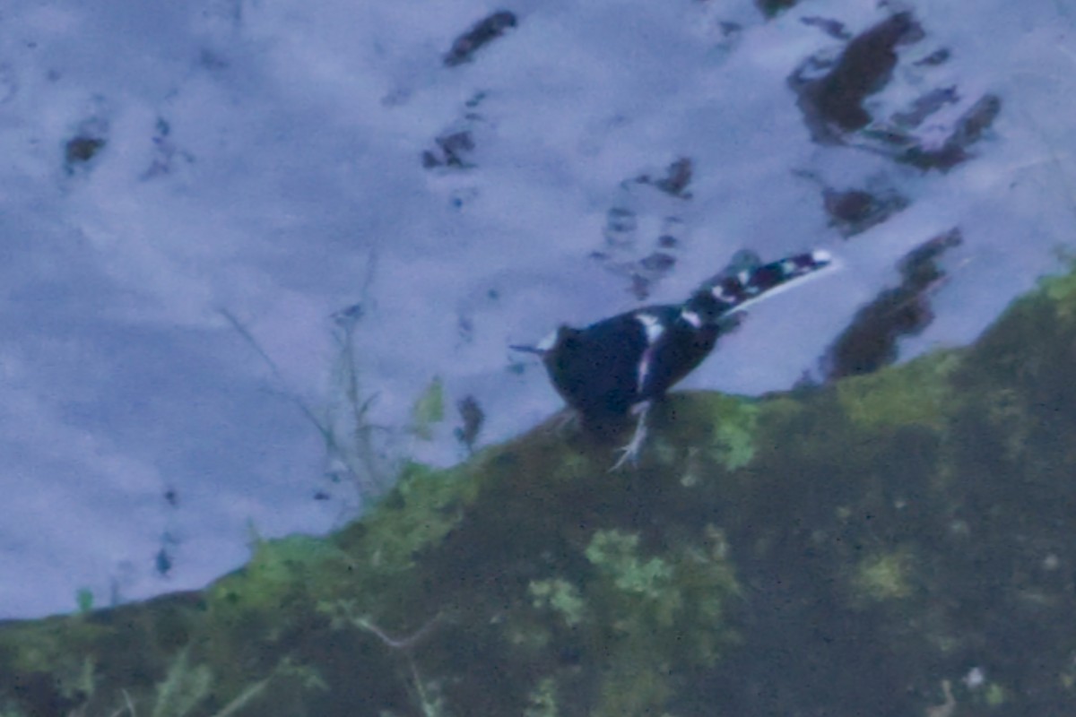 White-crowned Forktail (Javan) - ML640959862