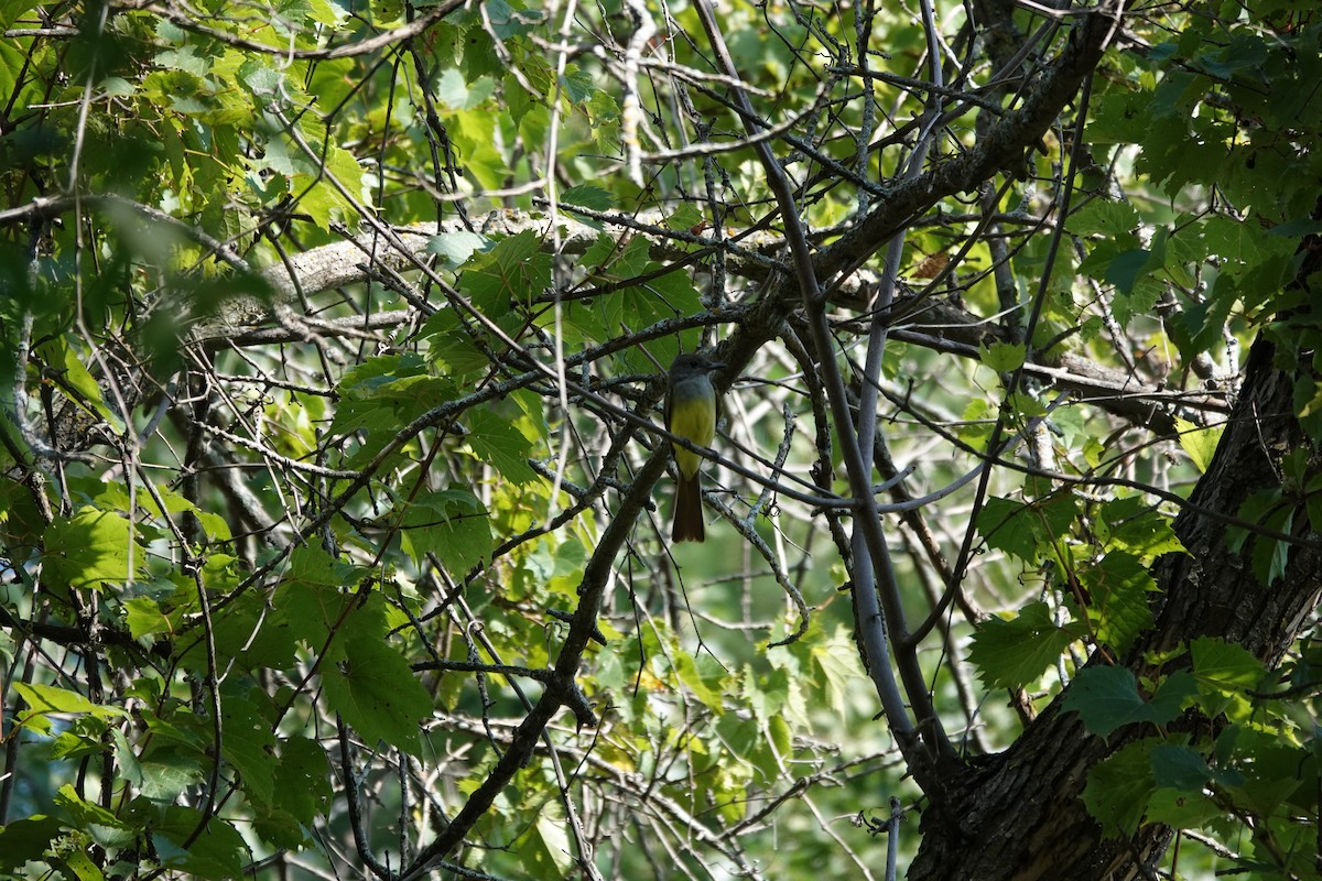 Great Crested Flycatcher - ML640959863