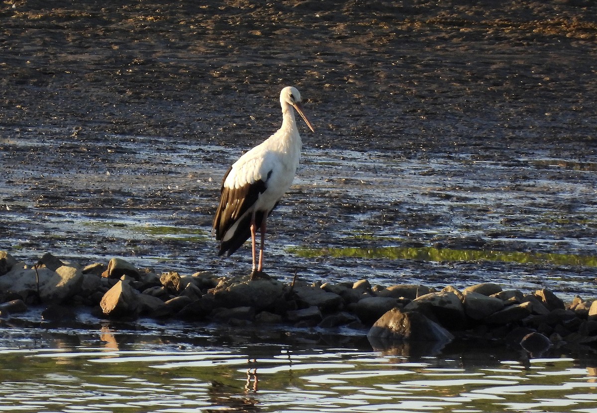 White Stork - ML640959864