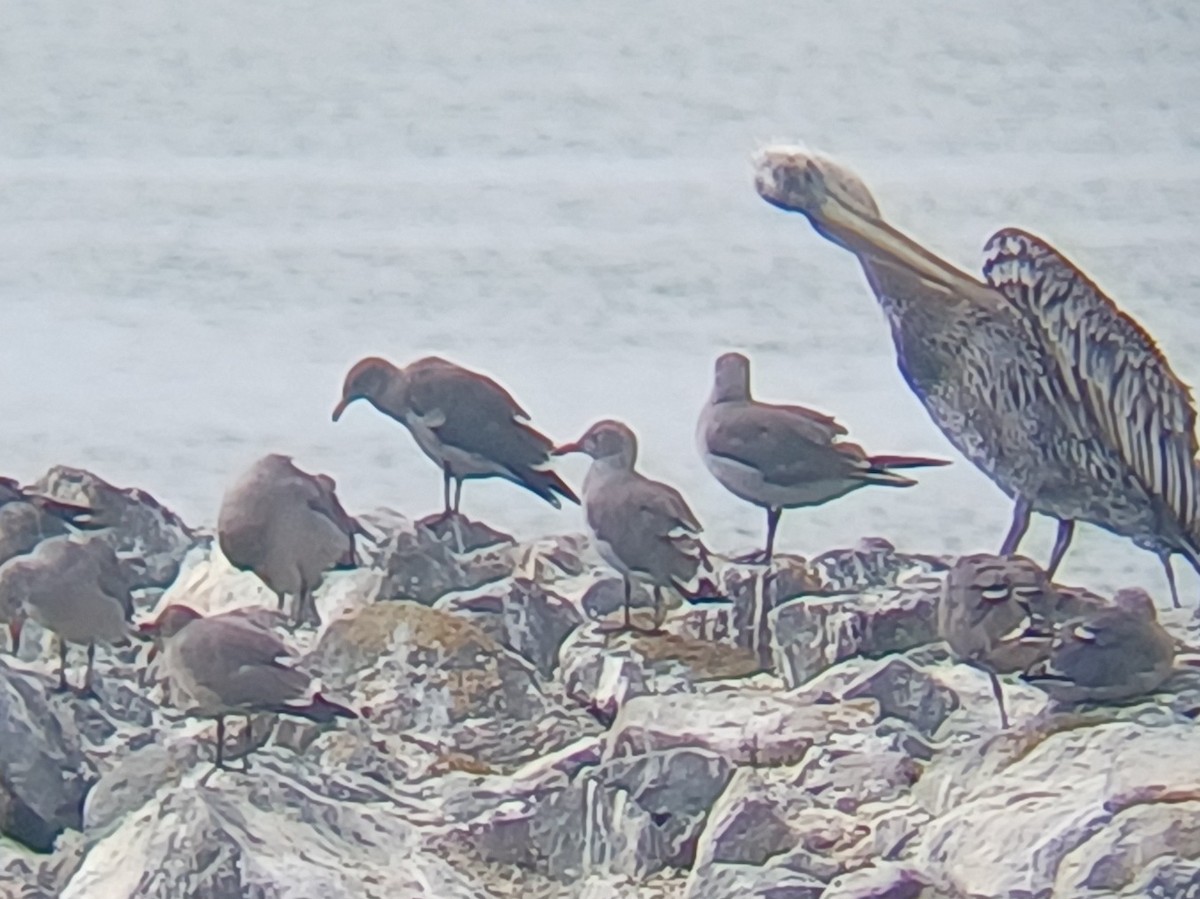 Heermann's Gull - ML640959865