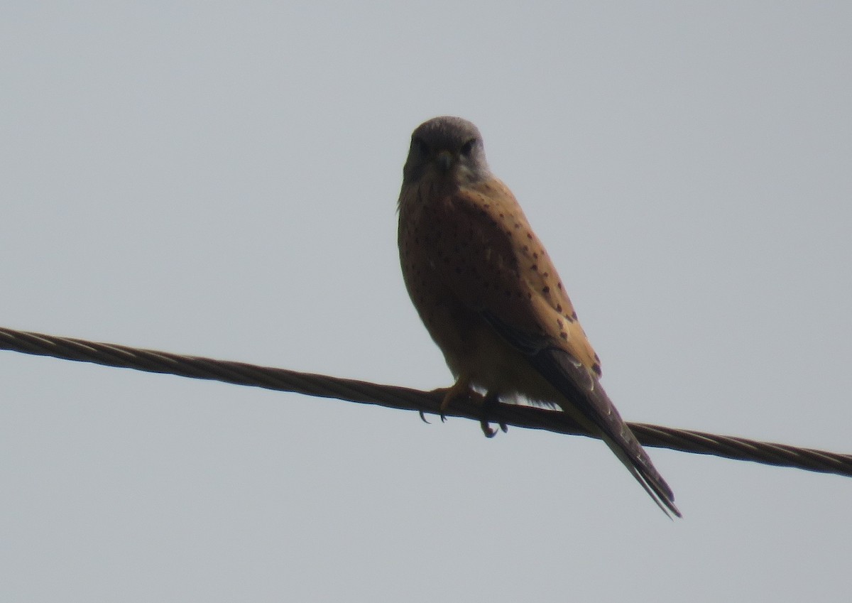 Rock Kestrel - ML640959867