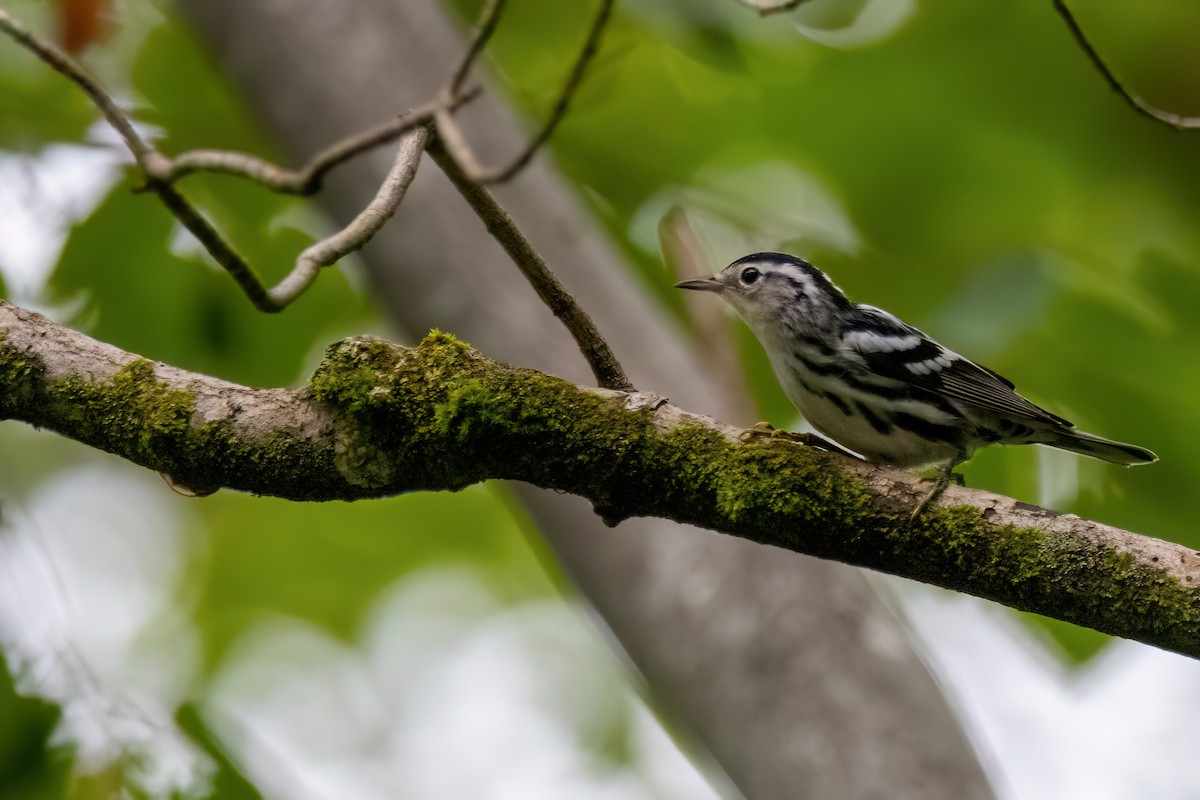 Black-and-white Warbler - ML640959883