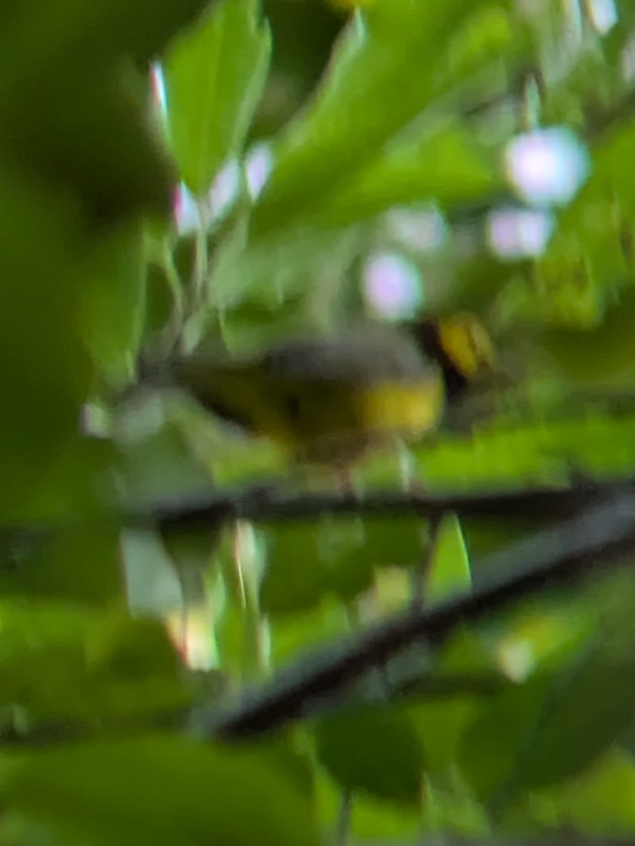 Hooded Warbler - ML640959902