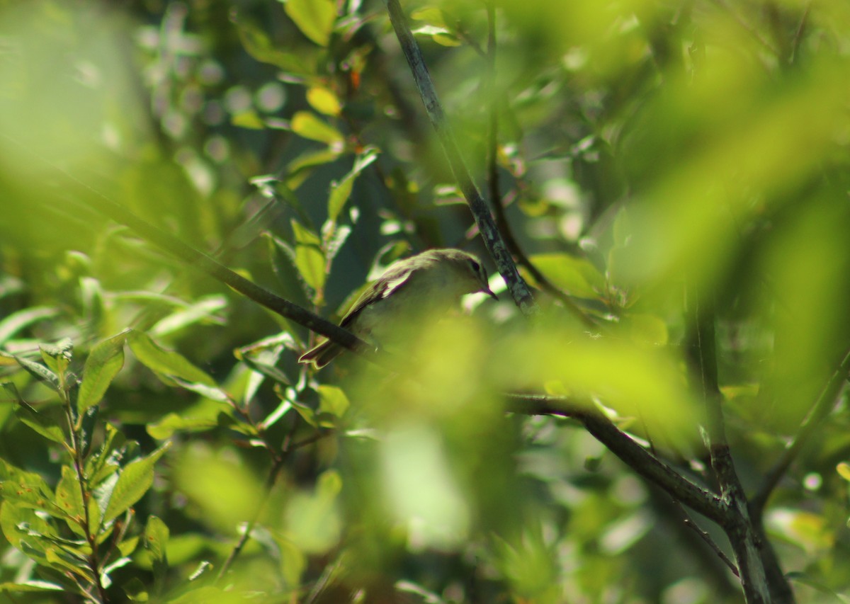 Red-eyed Vireo - ML640959929