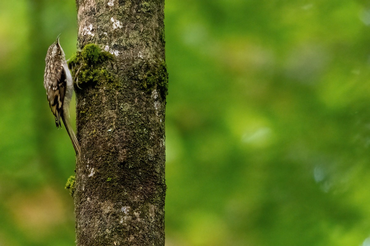 Brown Creeper - ML640959933