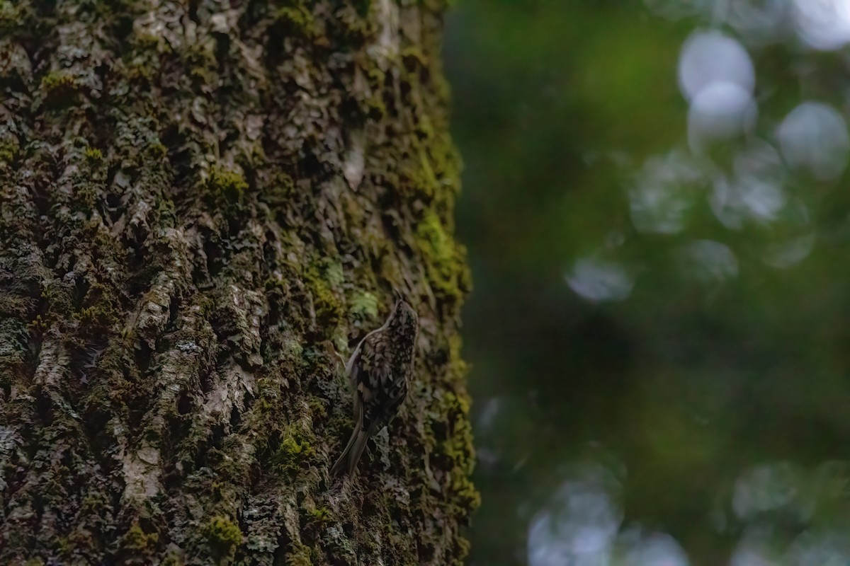 Brown Creeper - ML640959934