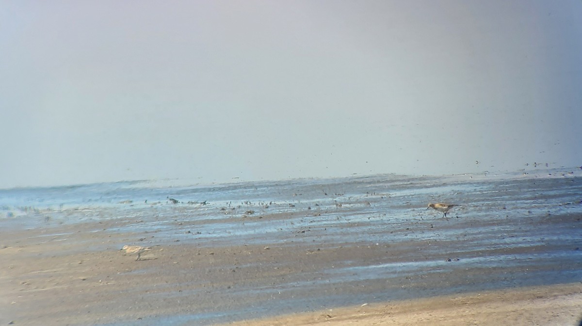 Baird's Sandpiper - ML640959955