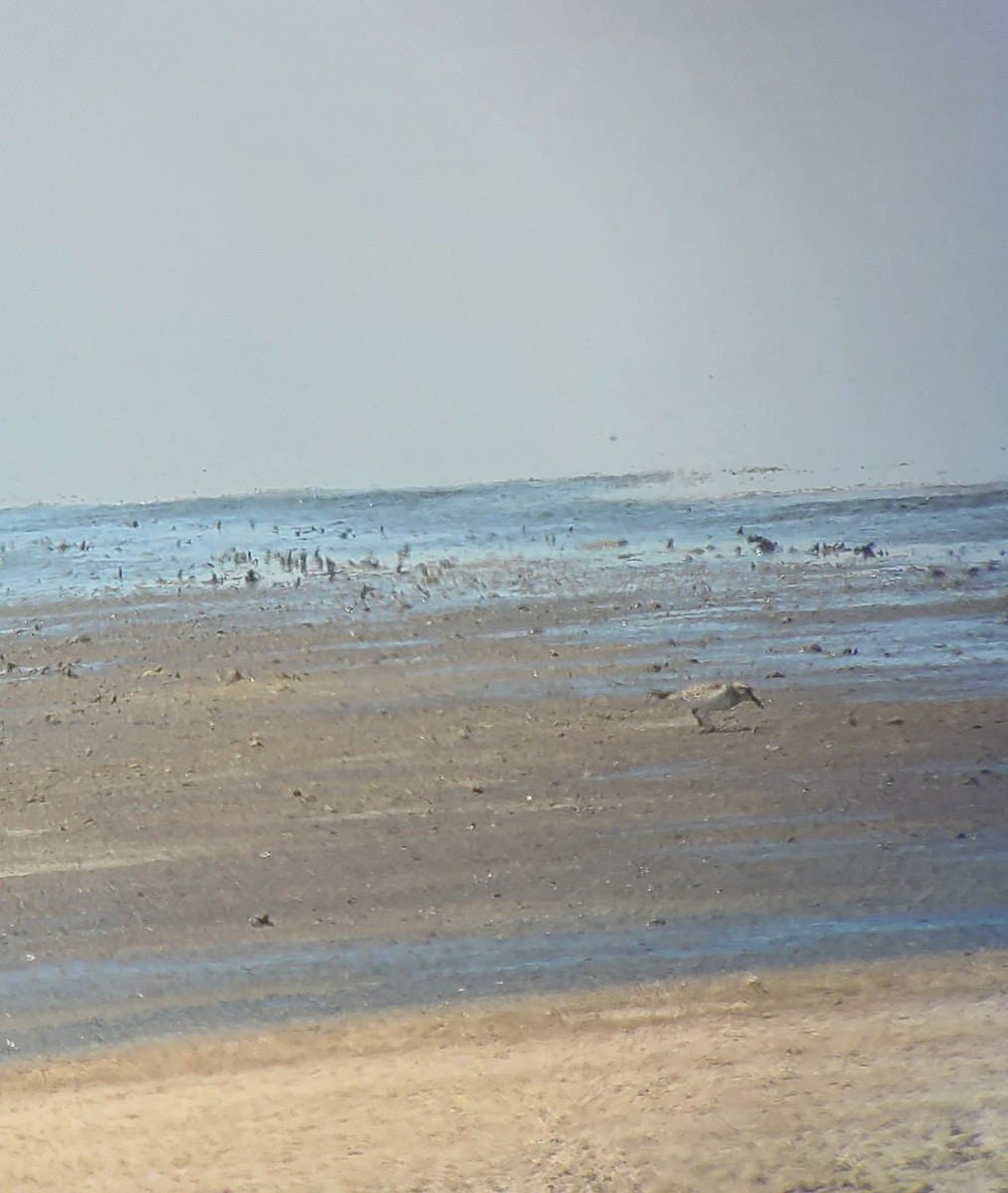 Baird's Sandpiper - ML640959960