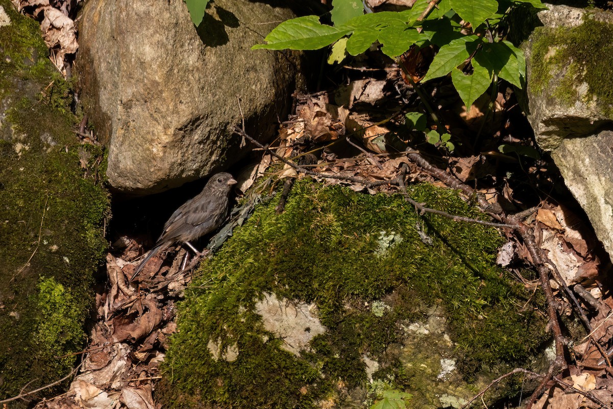 Dark-eyed Junco - ML640959966
