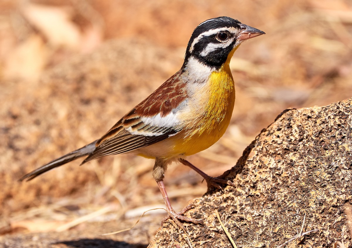 Golden-breasted Bunting - ML640959982