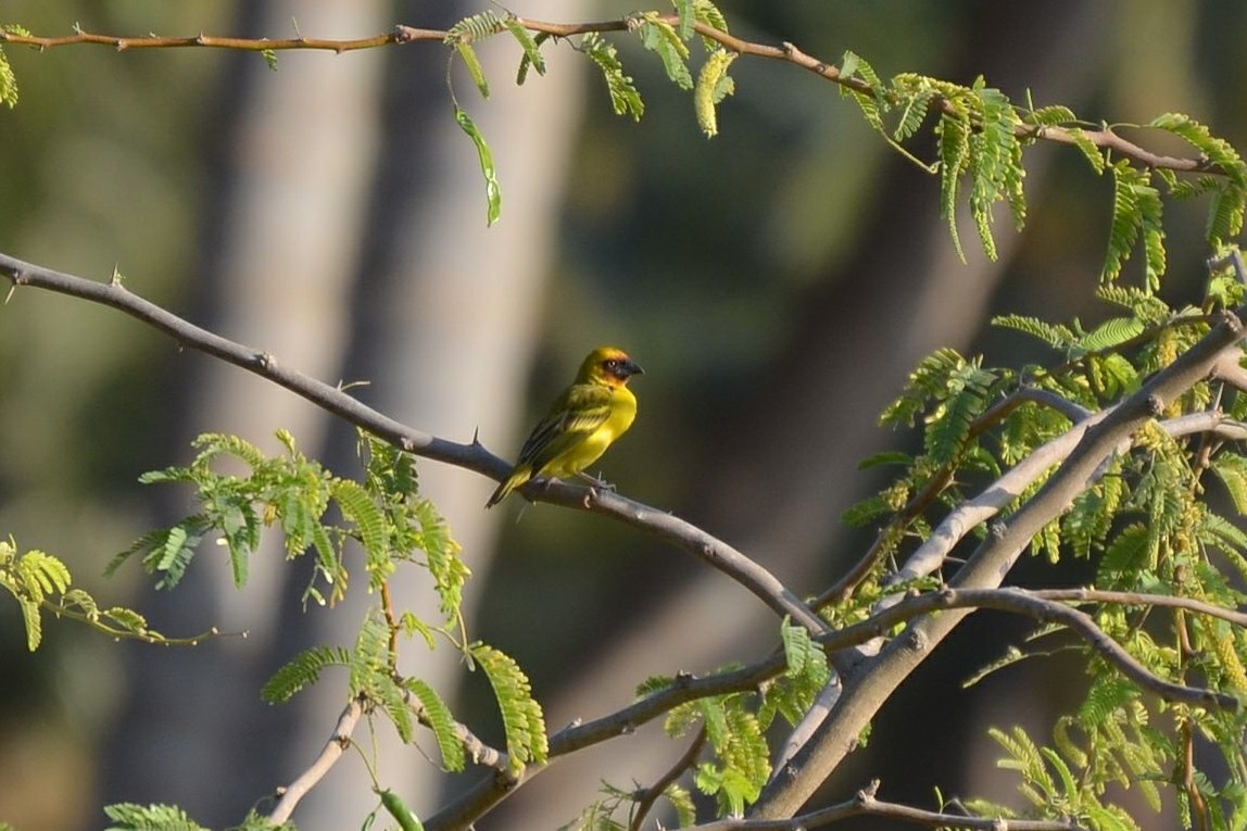 Rüppell's Weaver - ML640960003