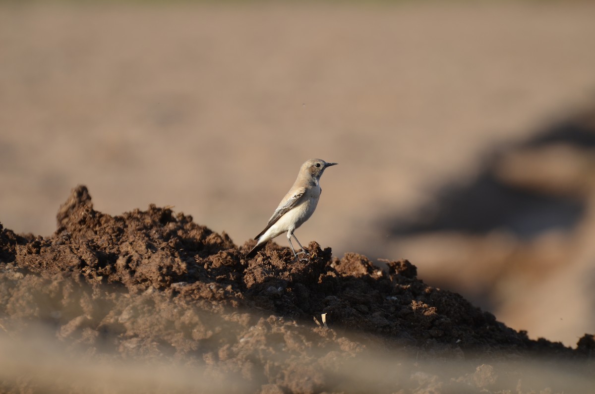 Desert Wheatear - ML640960035