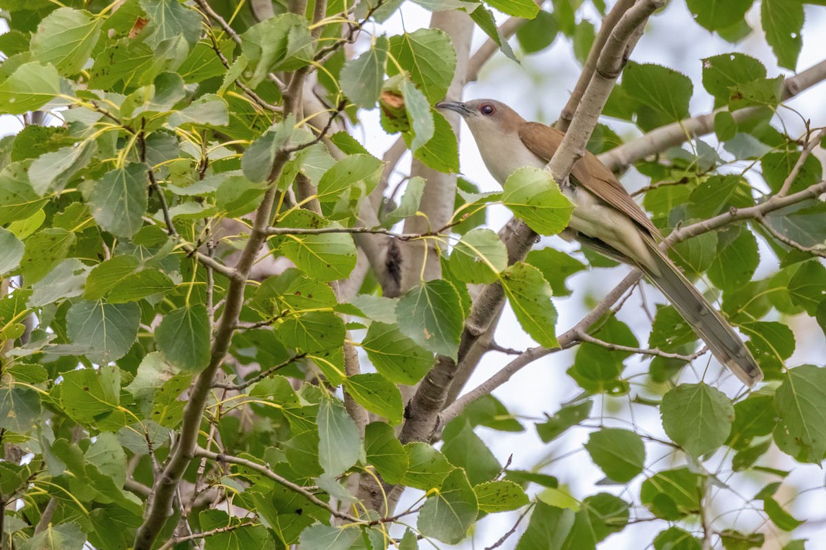 Black-billed Cuckoo - ML640960040