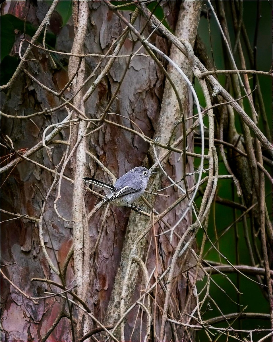 Blue-gray Gnatcatcher - ML640960047