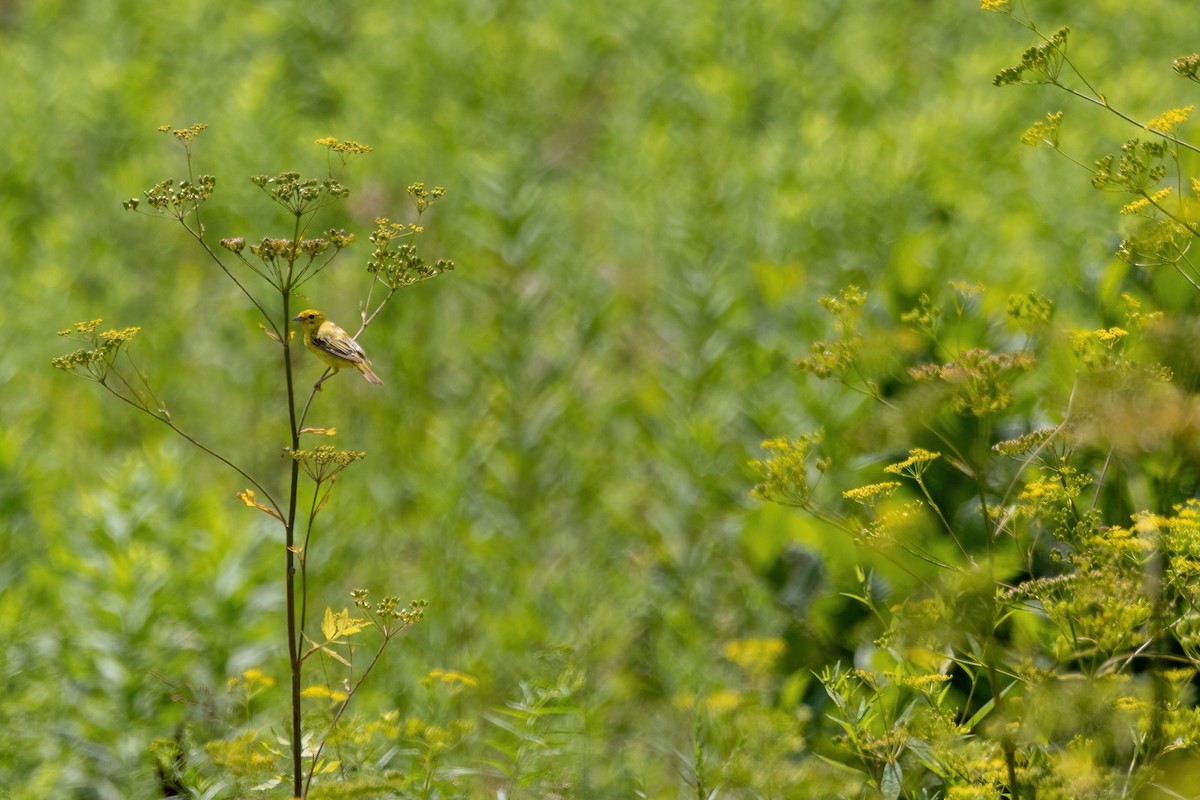 Northern Yellow Warbler - ML640960053