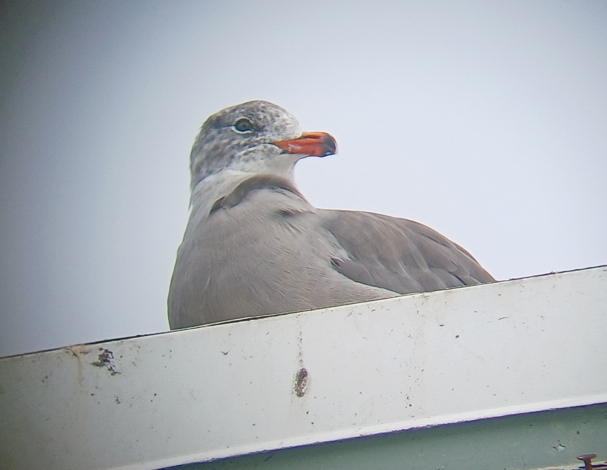 Heermann's Gull - ML640960073