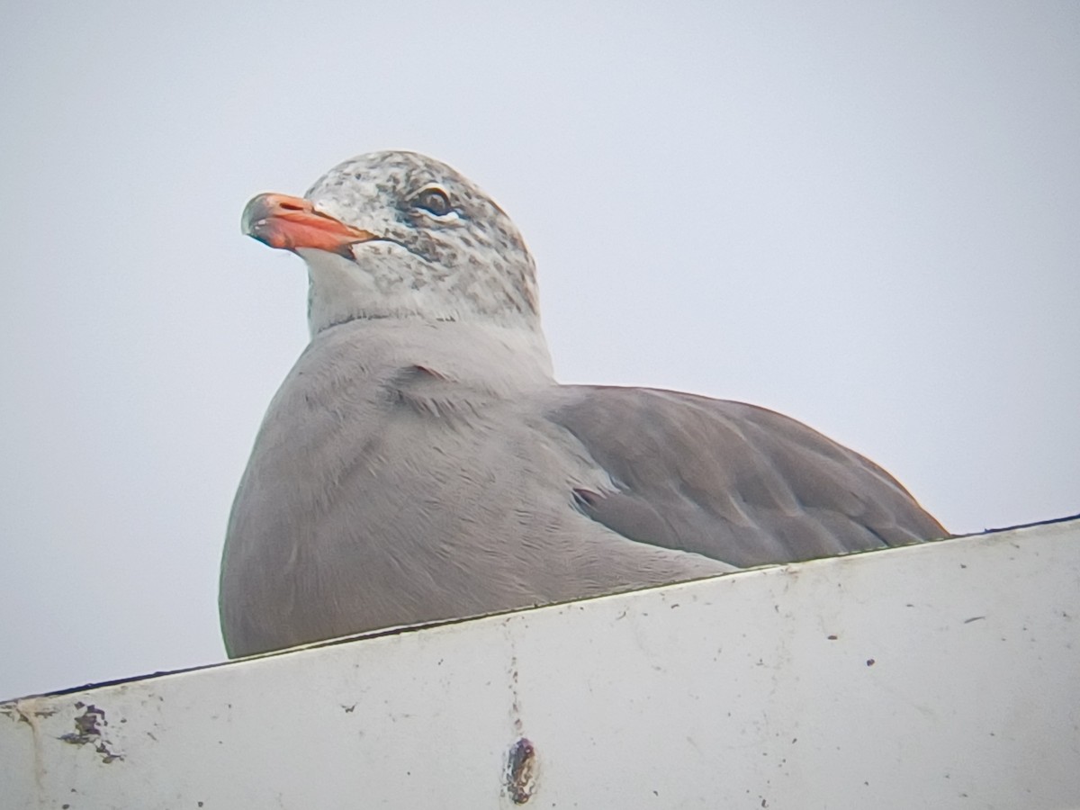 Heermann's Gull - ML640960074