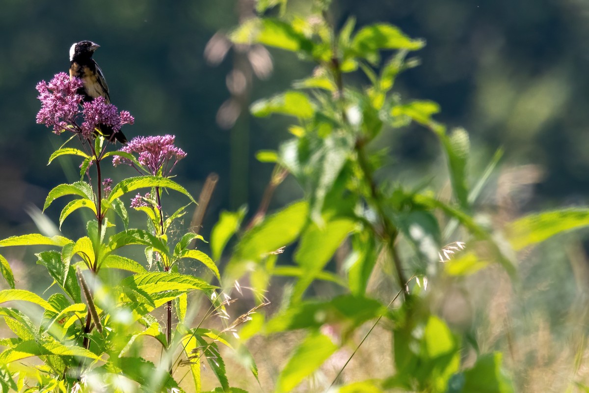 Bobolink - ML640960105