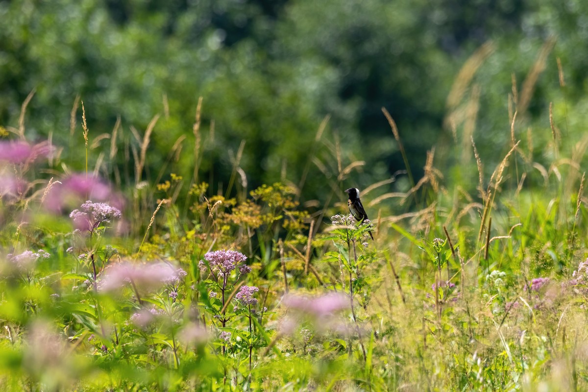 Bobolink - ML640960107
