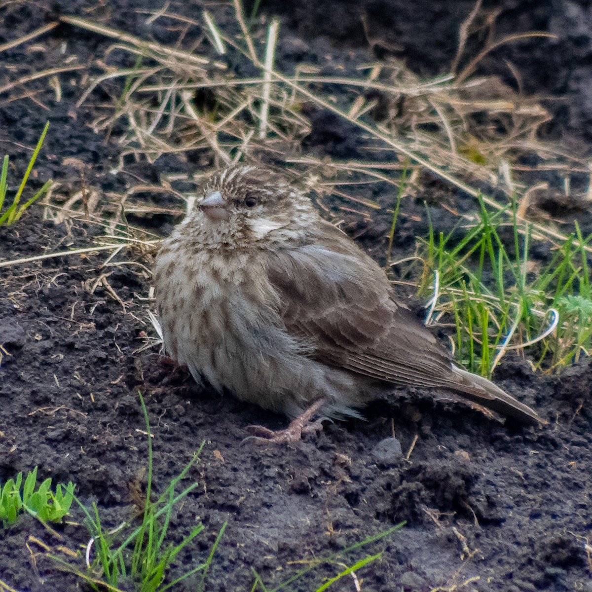 Ankober Serin - ML640960131