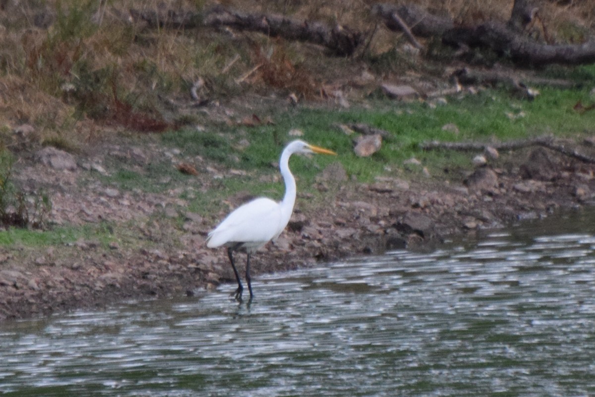 Great Egret - ML640960145