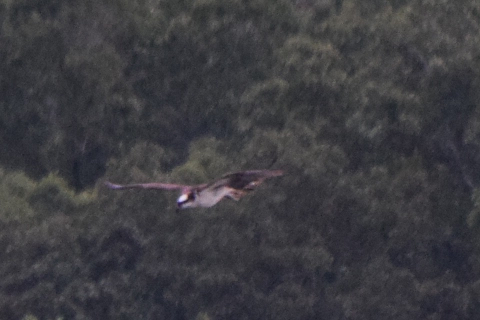 Osprey - ML640960153