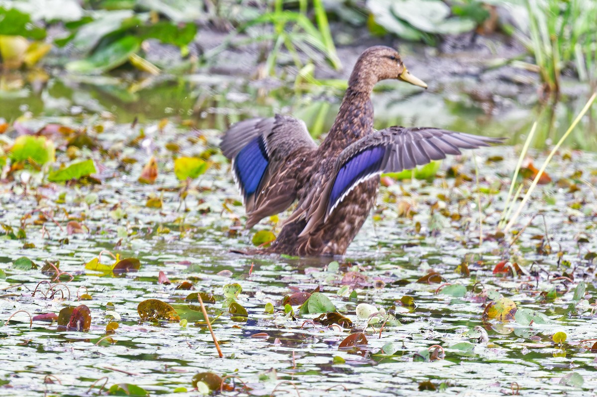 American Black Duck - ML640960160