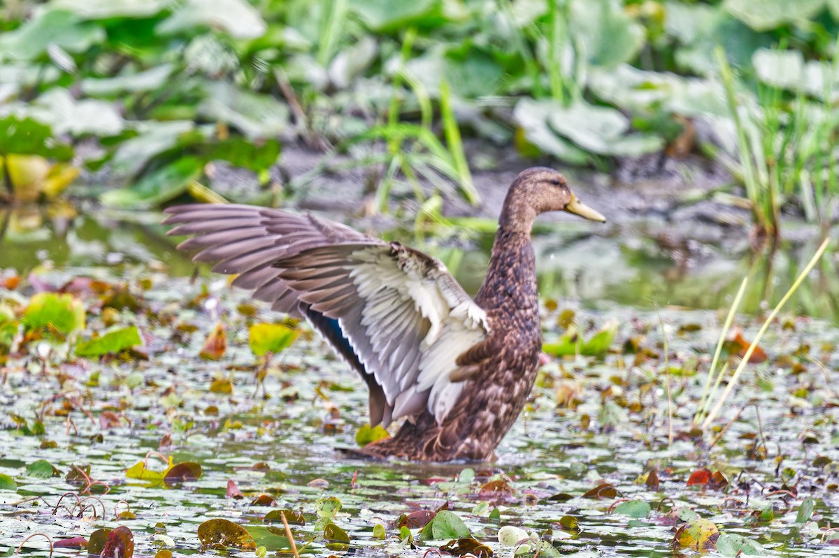 American Black Duck - ML640960161