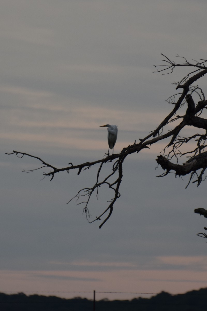 Great Egret - ML640960174