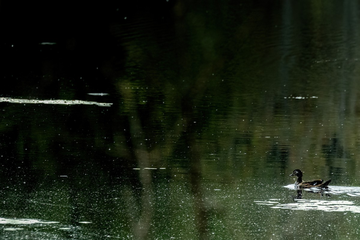 Wood Duck - ML640960185