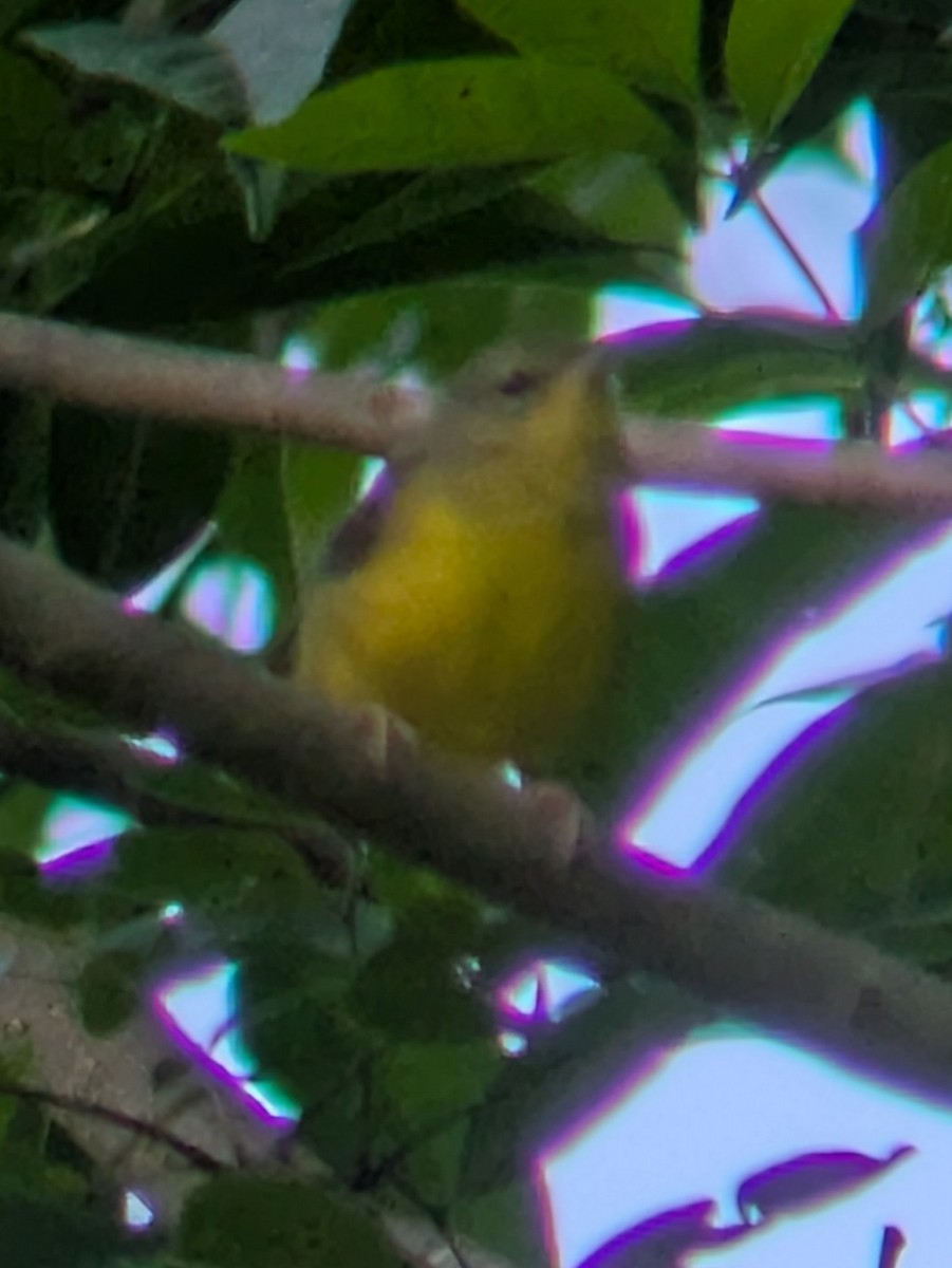 Mourning Warbler - ML640960192