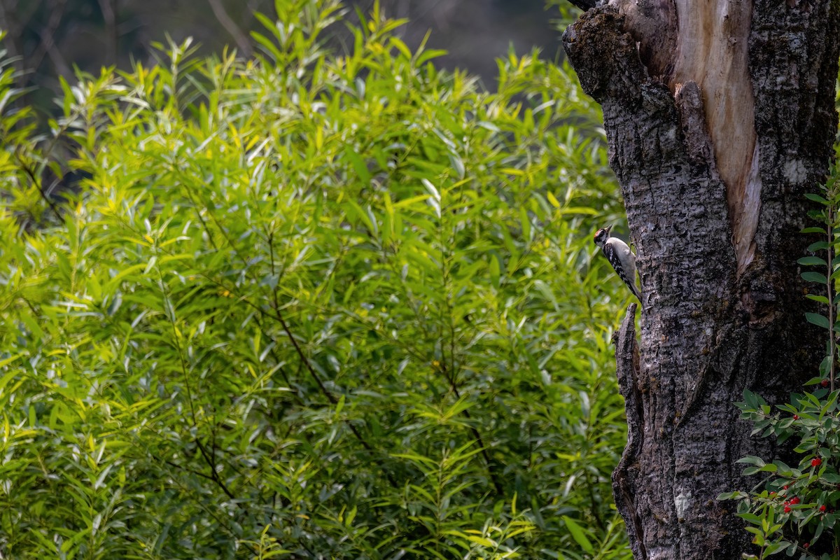 Downy Woodpecker - ML640960195