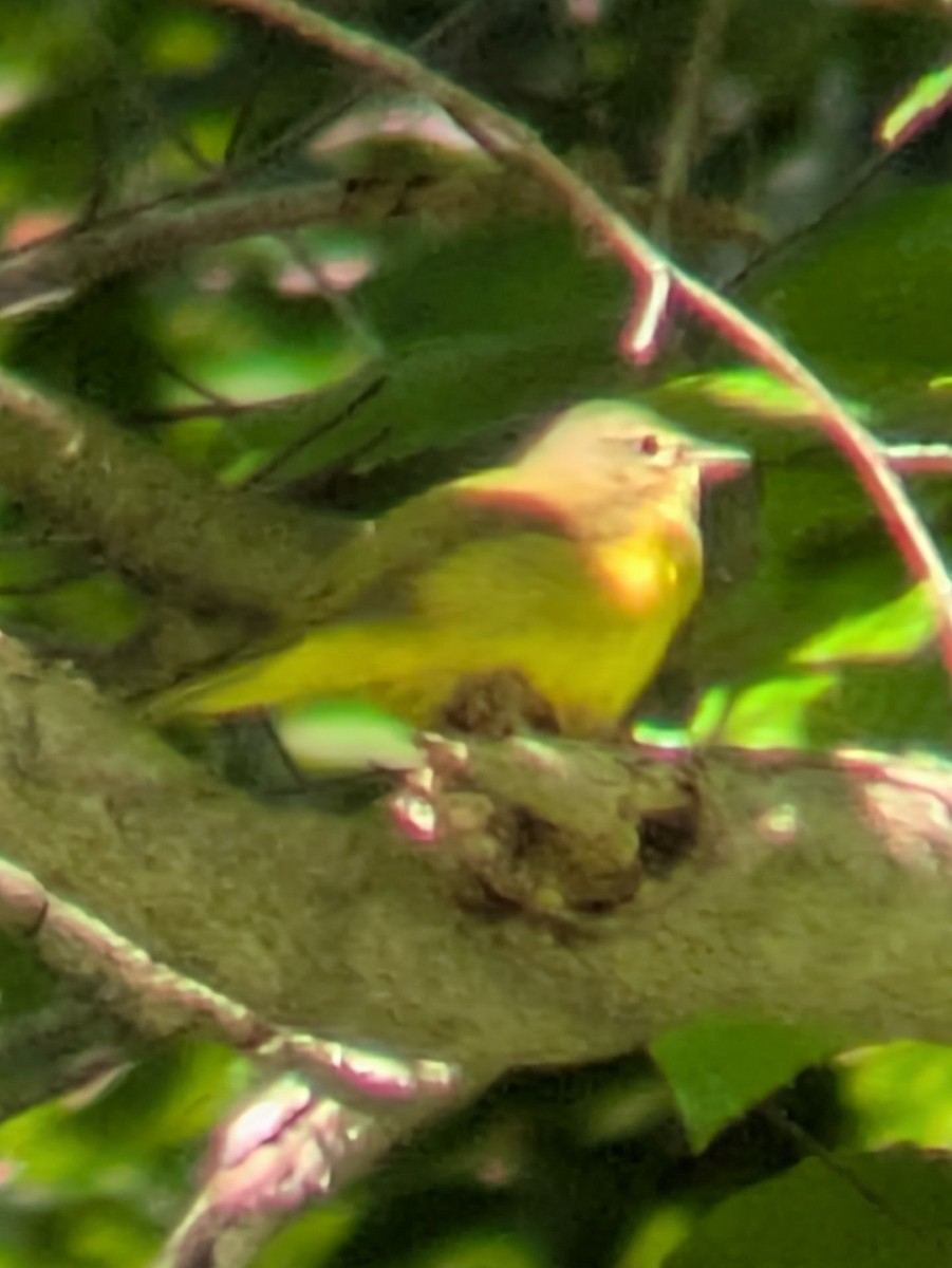 Mourning Warbler - ML640960196