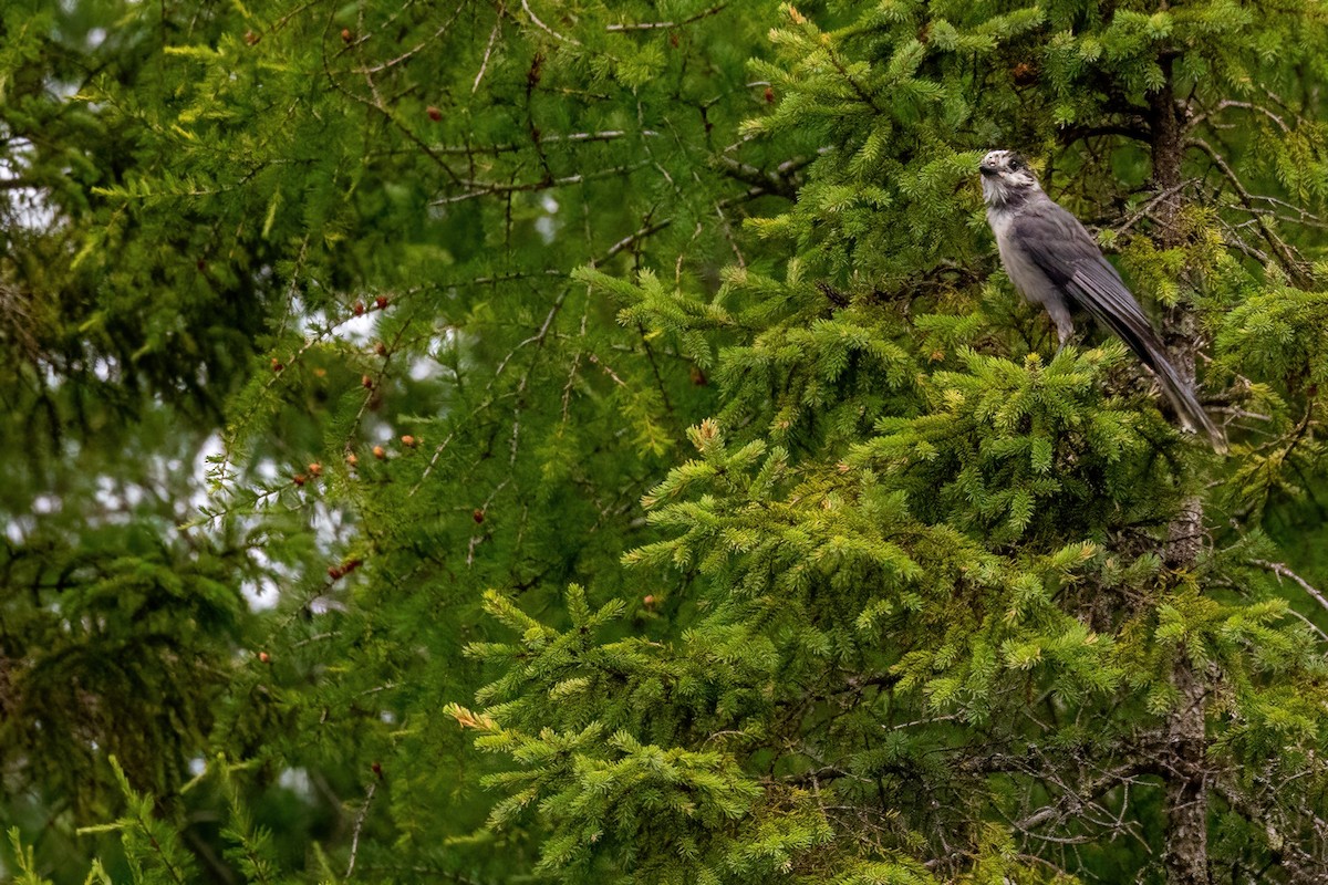 Canada Jay - ML640960262