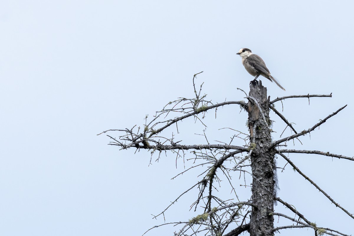 Canada Jay - ML640960263