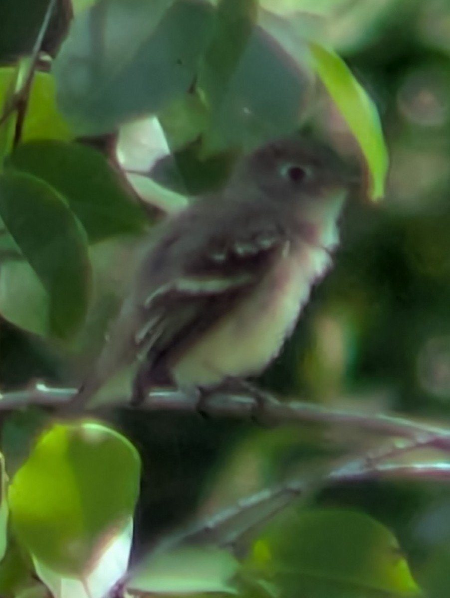Least Flycatcher - ML640960264