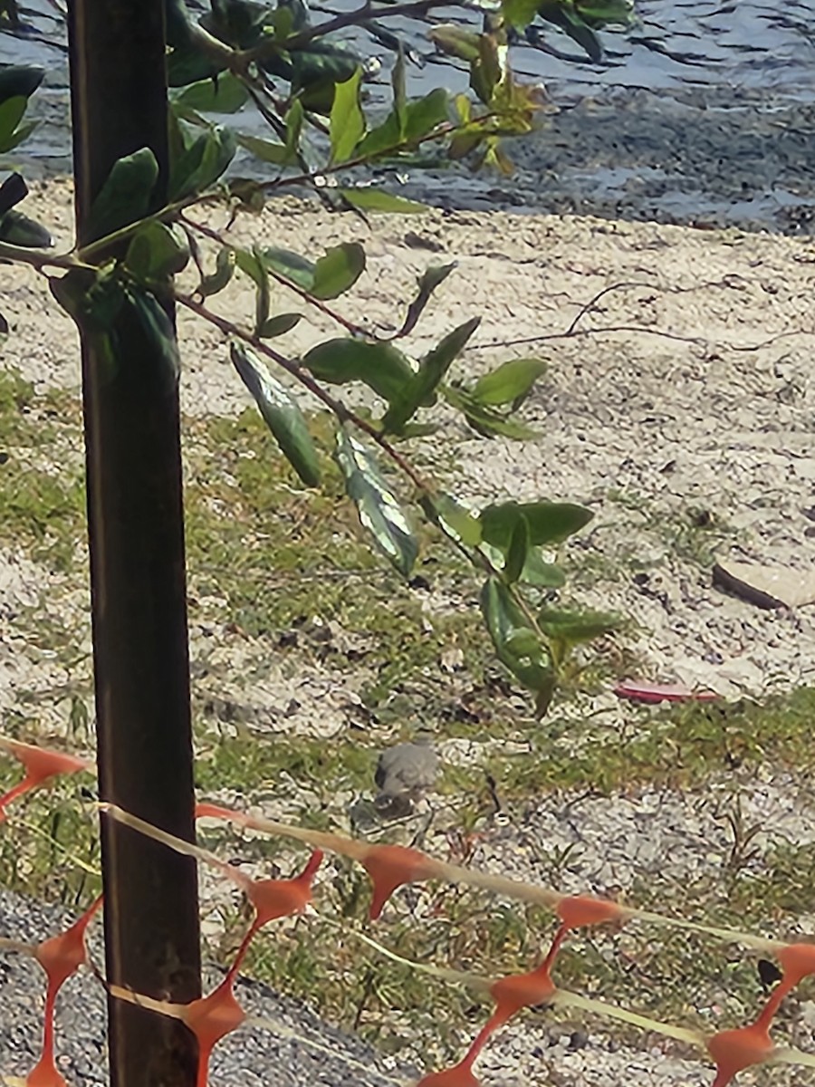 Inca Dove - ML640960271