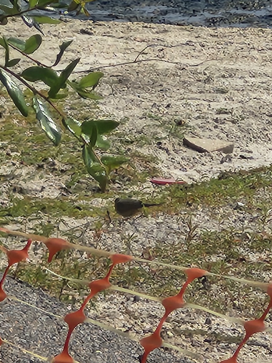 Inca Dove - ML640960272