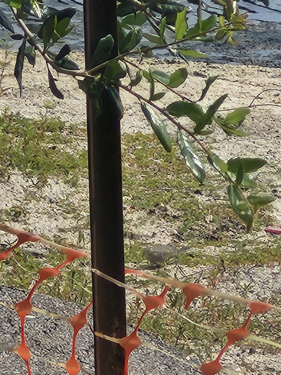 Inca Dove - ML640960273