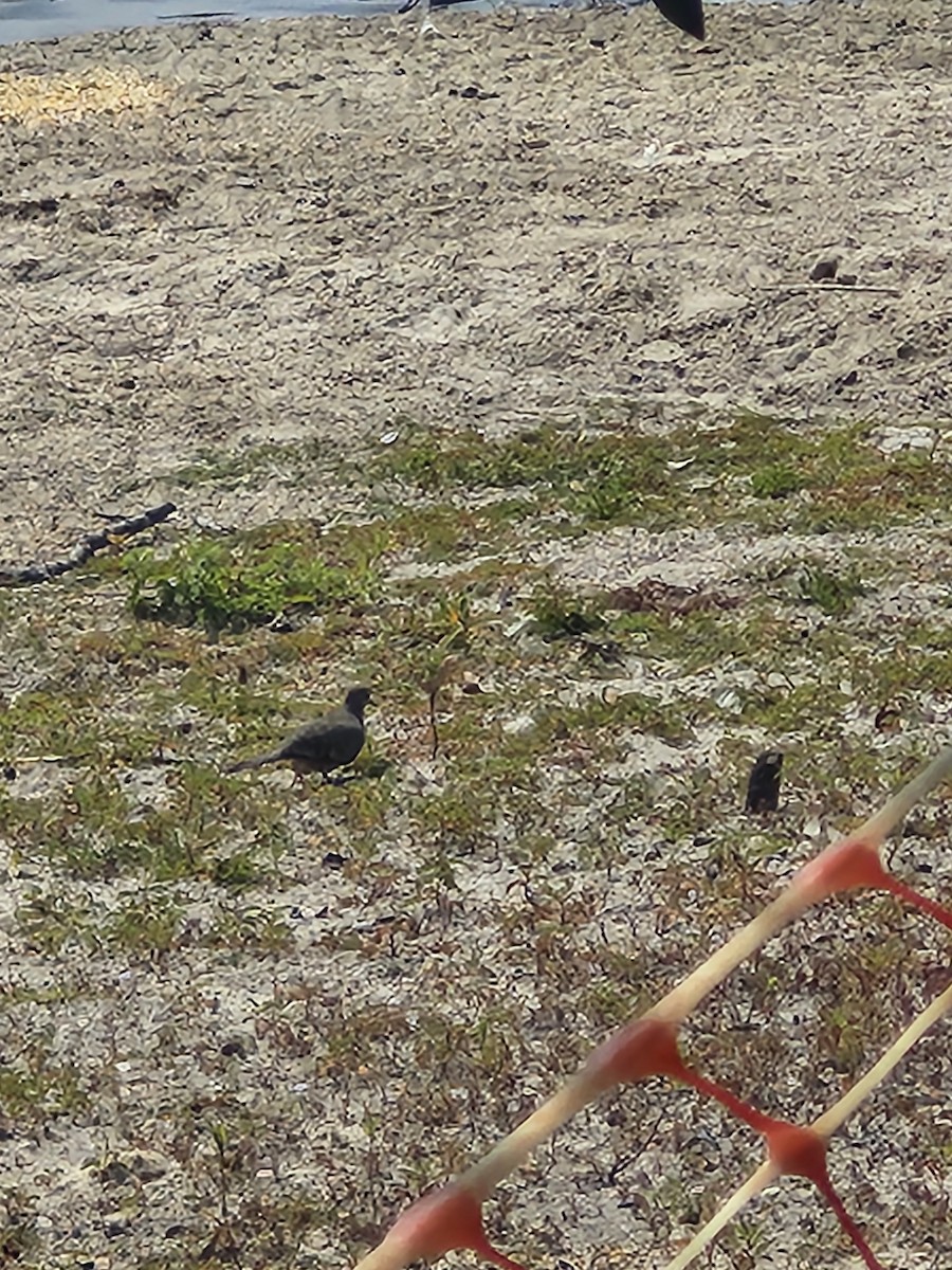 Inca Dove - ML640960274