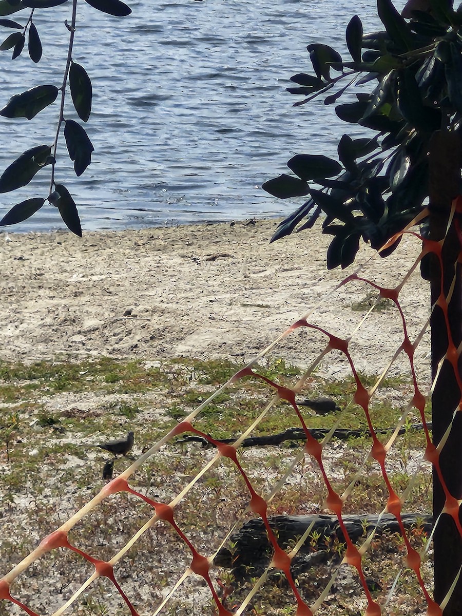 Inca Dove - ML640960277