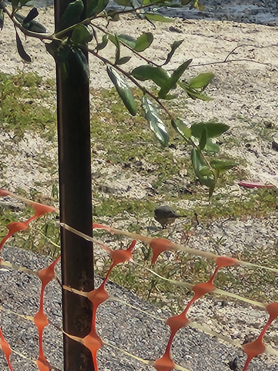 Inca Dove - ML640960278