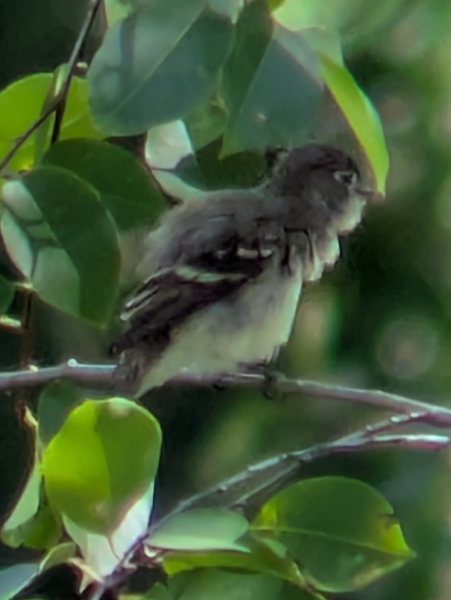 Least Flycatcher - ML640960280