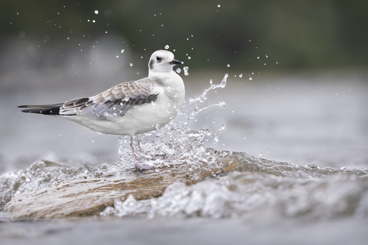 Bonaparte's Gull - Jonathan Fisher