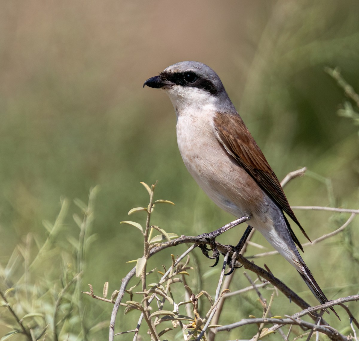 ťuhýk obecný - ML640960322