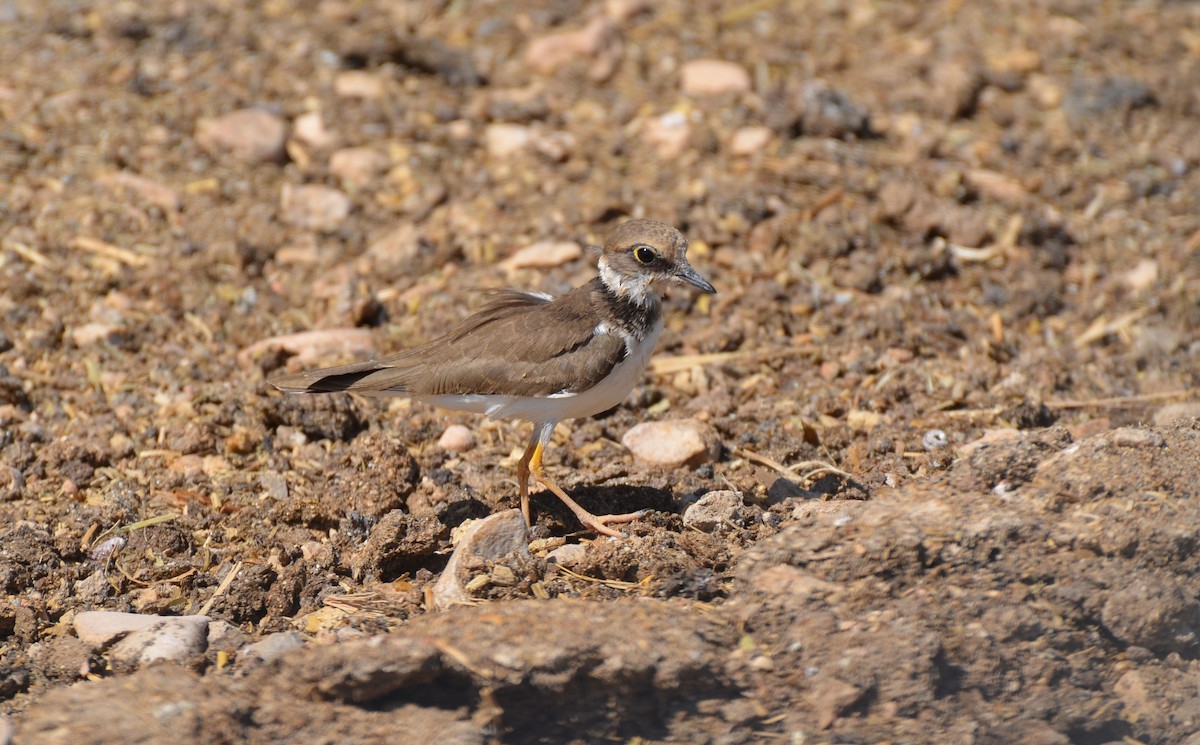 kulík říční - ML640960330