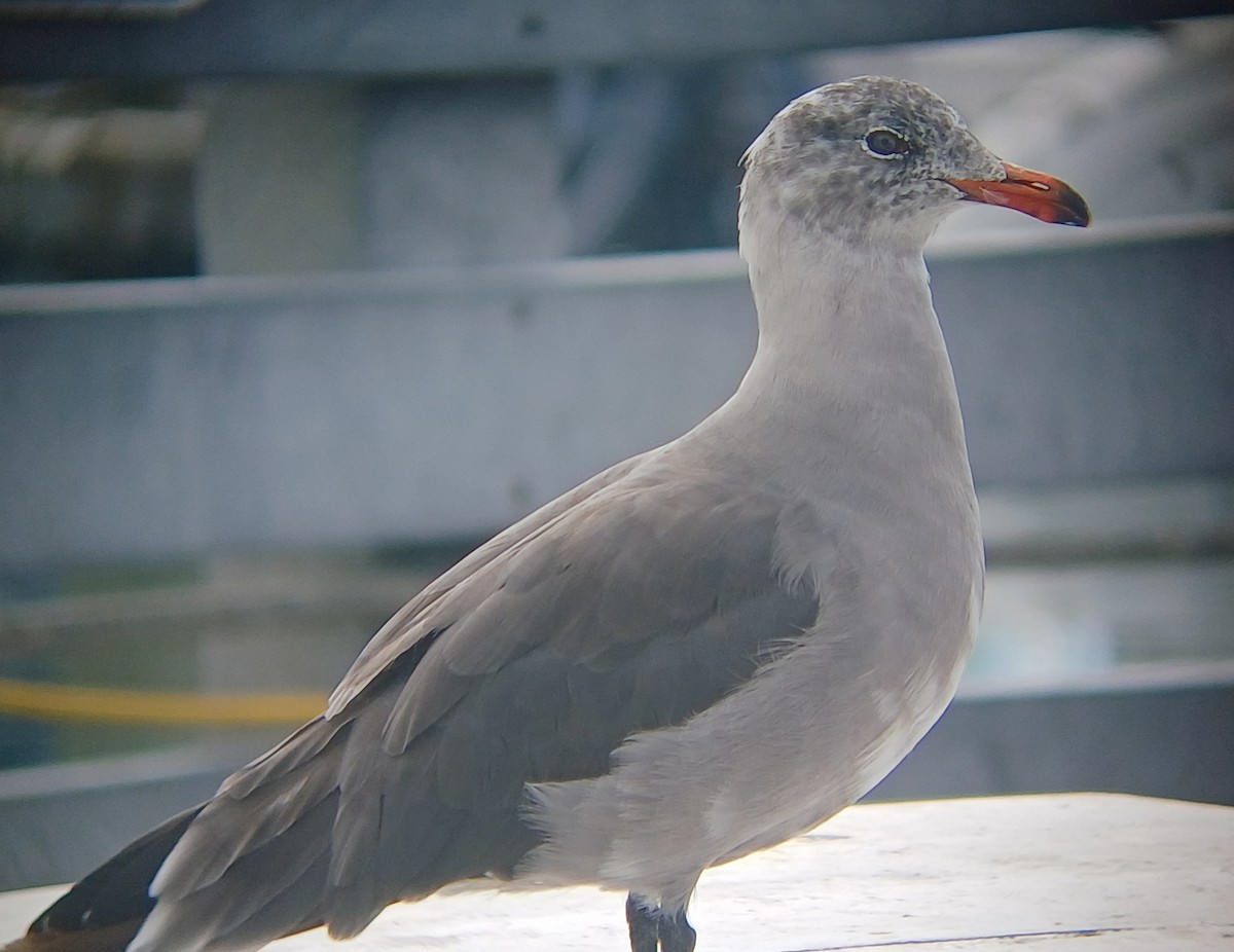 Heermann's Gull - ML640960354